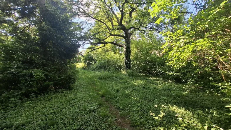 Naturbelassener Gartenbereich mit einem Pfad und üppiger Vegetation unter hohen Bäumen.