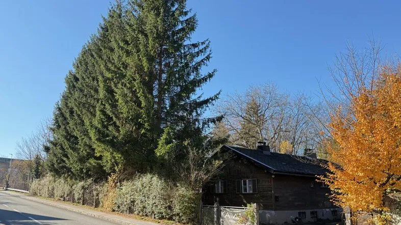 Rustikales Holzhaus mit hohen Nadelbäumen und herbstlicher Vegetation an einer Straße gelegen.