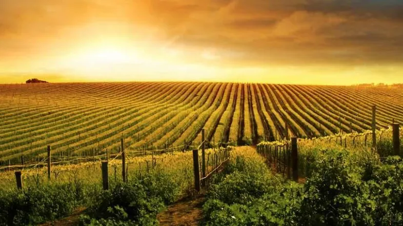 Weitläufige Weinberge bei Sonnenuntergang mit goldenem Himmel und weiten Reihen von Reben.