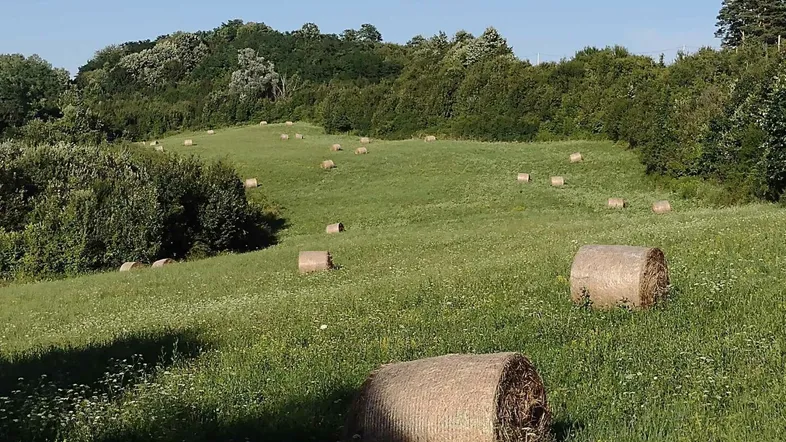 Grüne Wiesenlandschaft mit Heuballen und bewaldeten Hügeln unter blauem Himmel.