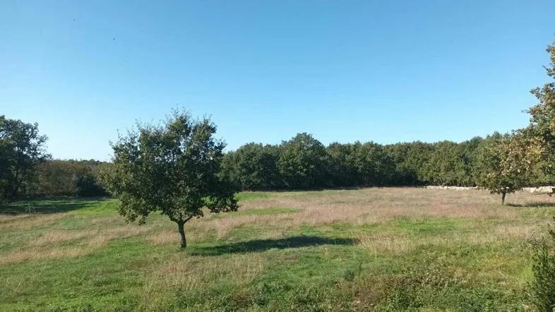 Weite grüne Wiese mit einzelnen Bäumen und einem Waldrand unter klarem blauem Himmel.