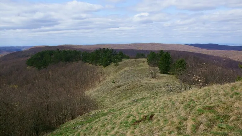 Weitläufige Hügellandschaft mit trockener Vegetation und vereinzelten Baumgruppen unter bewölktem Himmel.