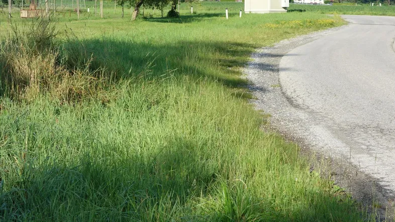 Grüne Wiese neben einer Landstraße mit Bäumen und Häusern im Hintergrund.