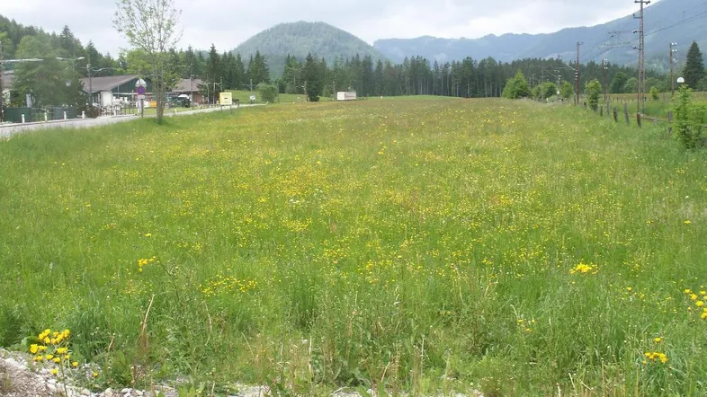 Weitläufiges grünes Feld mit blühenden Wiesenblumen und Bergen im Hintergrund unter bewölktem Himmel.
