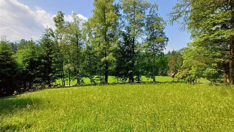 Weitläufige grüne Wiese mit Bäumen im Hintergrund unter blauem Himmel an einem sonnigen Tag.