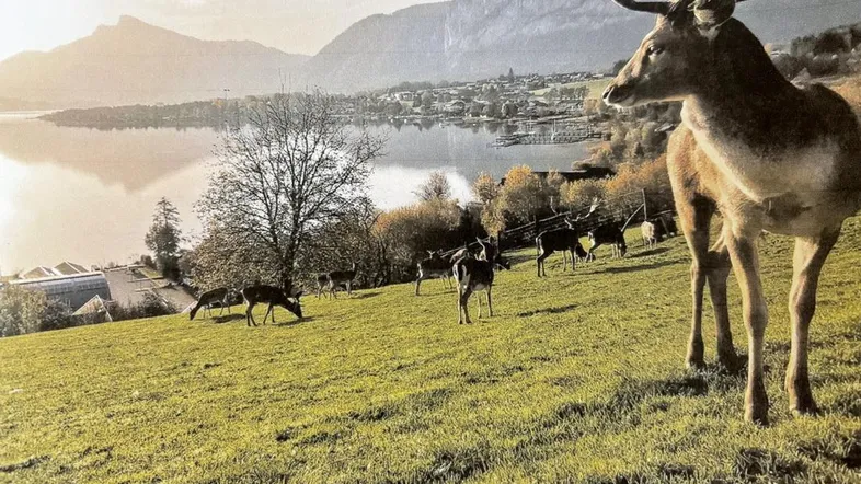 Eine Herde Hirsche grast auf einer Wiese mit einem See und Bergen im Hintergrund bei Sonnenuntergang.