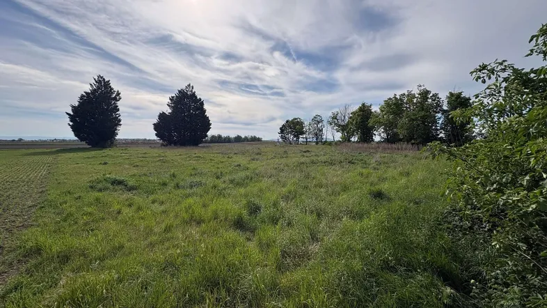 Weitläufiges grünes Feld mit vereinzelten Bäumen unter einem bewölkten Himmel, ideal für ländliche Entwicklung.