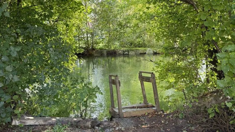 Natürlicher Teich mit kleinem Holzsteg, umgeben von üppigem Grün und Bäumen.