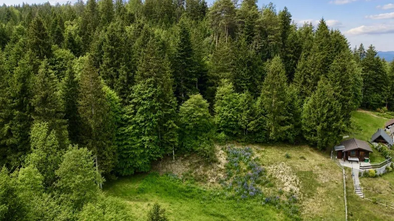 Luftaufnahme eines bewaldeten Hügels mit einem kleinen Haus und viel Grünfläche.