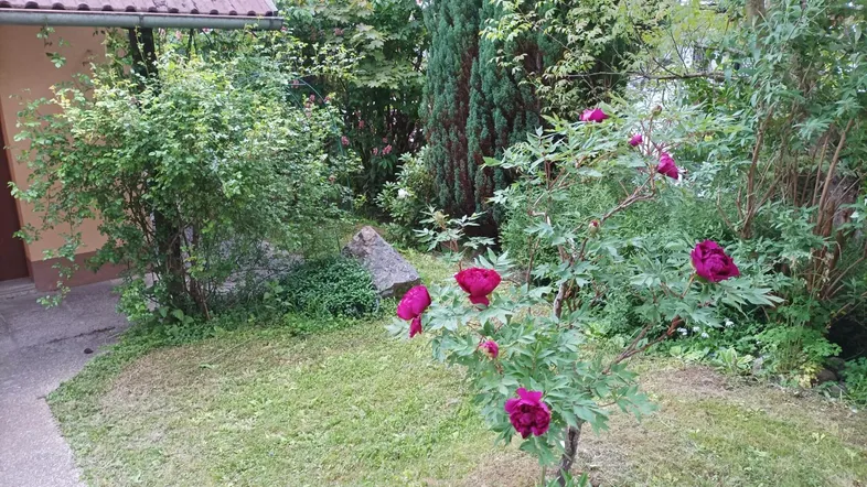 Gepflegter Gartenbereich mit blühenden Sträuchern und einem Teil der Hausfassade.
