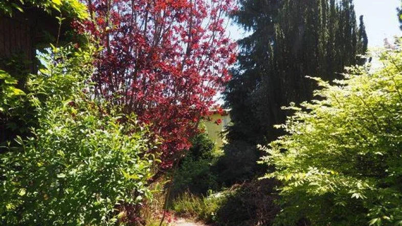 Steinplattenweg führt durch einen sonnigen Garten mit einem auffälligen roten Baum und verschiedenen Sträuchern.