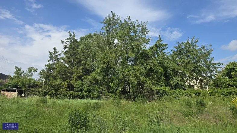 Wild bewachsenes Grundstück mit hohen Bäumen und viel Grünfläche unter blauem Himmel.