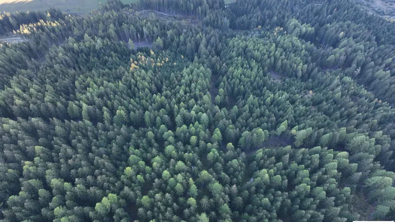 Wald