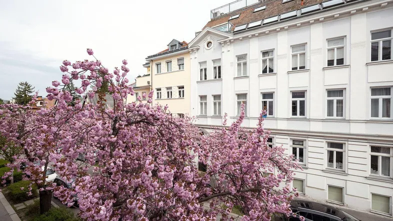 Kirschblüten Sollingergasse