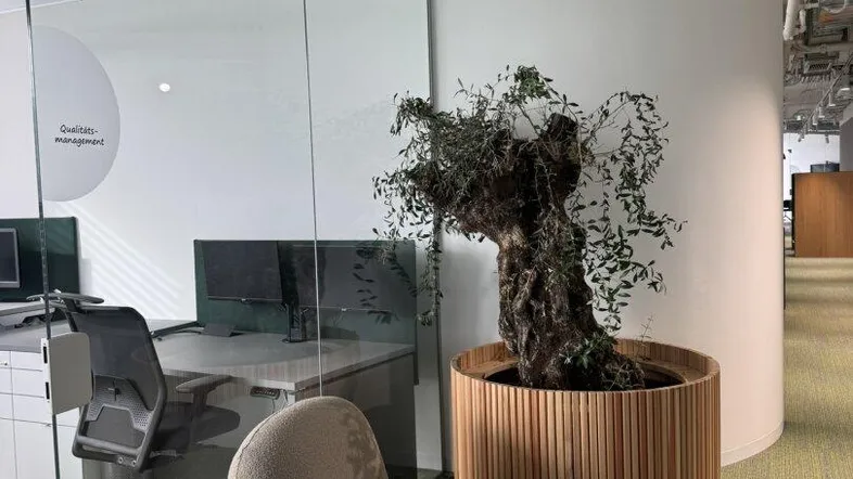 Moderner Bürobereich mit Glaswänden, einem Sessel und einer großen Pflanze in einem Holztopf.