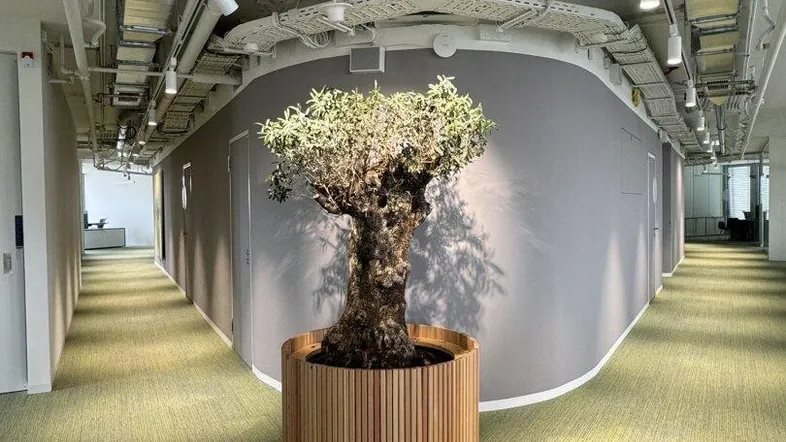 Moderner Bürogang mit dekorativem Baum in einem Holztopf und sichtbaren Deckeninstallationen.