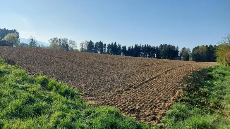 Weites Feld mit frischer Erde und grünen Grashalmen unter klarem Frühlingshimmel.