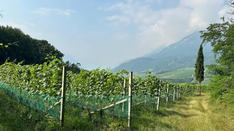 Weingarten mit Reben und Schutznetzen, umgeben von grüner Landschaft und Bergen im Hintergrund.