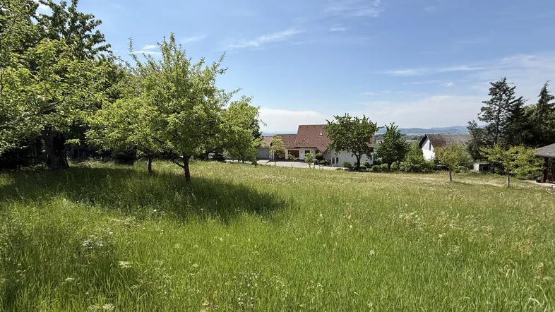 Weitläufige grüne Wiese mit Bäumen und einem Haus im Hintergrund unter blauem Himmel.
