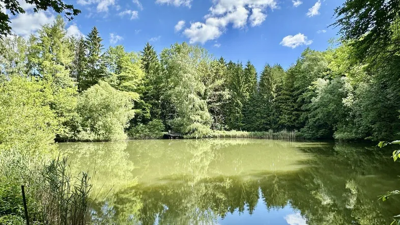 Idyllischer Teich umgeben von dichtem Grün und hohen Bäumen unter blauem Himmel.