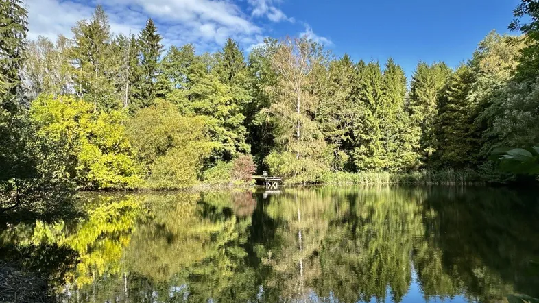 Malerischer Teich umgeben von üppigen Bäumen mit klaren Spiegelungen unter blauem Himmel.