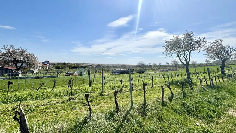 Sonnige Landschaft mit Weinreben und grünen Wiesen unter blauem Himmel und Häusern im Hintergrund.
