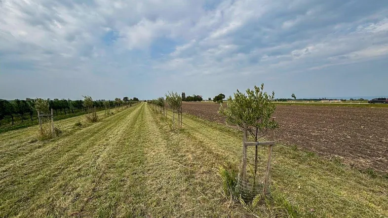 Langer, grasbewachsener Weg, gesäumt von jungen Bäumen, umgeben von Feldern unter bewölktem Himmel.