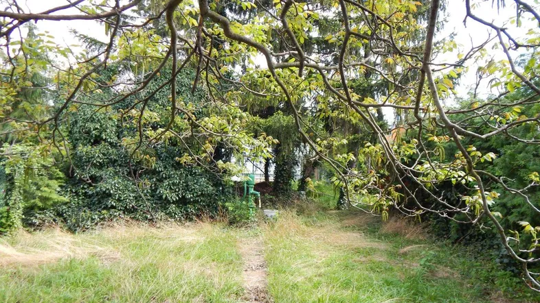 Ein verwilderter Gartenweg führt durch dichtes Grün und alte Bäume, die viel Schatten spenden.