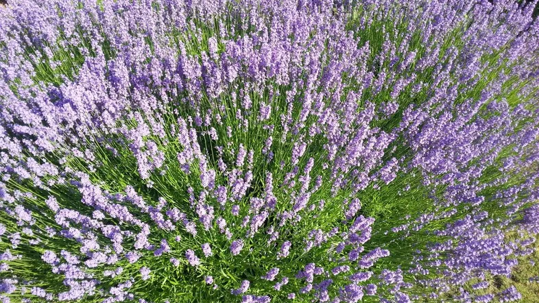 Traumhaftes Baugrundstück in Obergänserndorf – "Provisionsfrei"