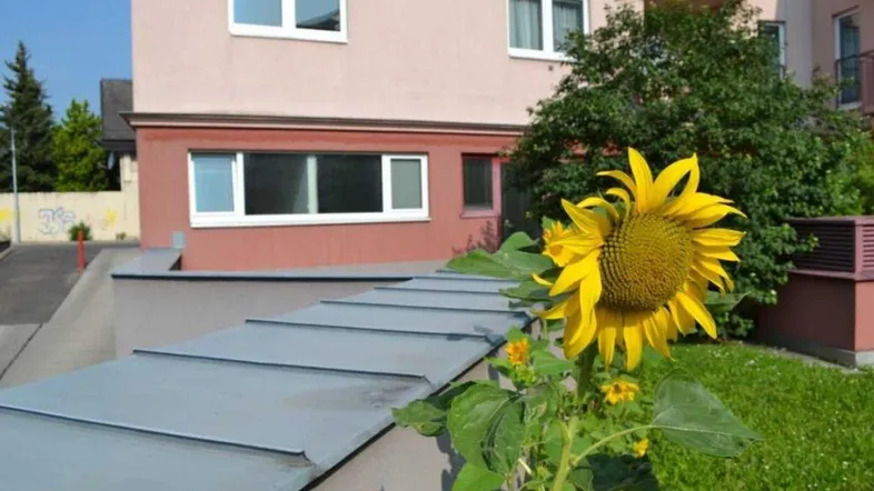 Ansicht eines Wohngebäudes mit rosa Fassade, grüner Rasenfläche und einer großen Sonnenblume im Vordergrund.