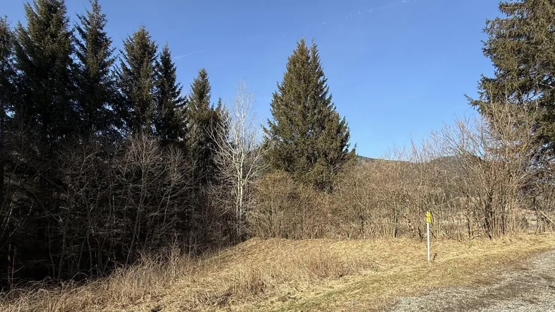 Naturbelassenes Grundstück mit Bäumen und Sträuchern unter blauem Himmel, ideal für ein Landhaus.