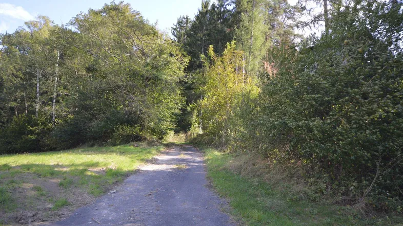 Ein unbefestigter Weg führt in einen dichten Wald, umgeben von üppigem Grün und hohen Bäumen.