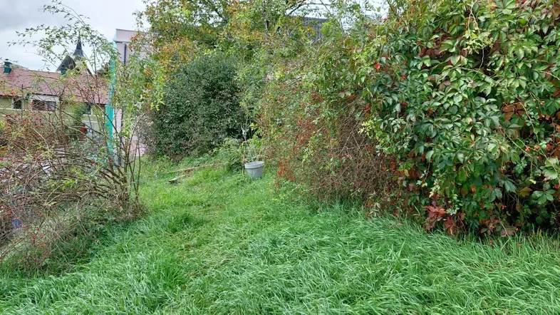 Überwuchertes Gartengrundstück mit viel Grün und Bäumen, das Potenzial für Gestaltung bietet.