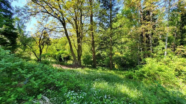 Üppige grüne Landschaft mit Bäumen und Wildblumen unter blauem Himmel.