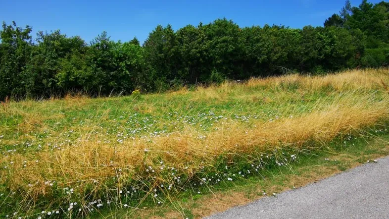 Weitläufige grüne Wiese mit hohen Gräsern und Bäumen unter blauem Himmel, ideal für Naturliebhaber.