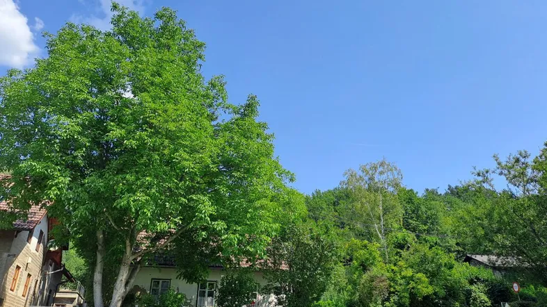 Hausfassade mit üppigem Grün und einem großen Baum unter blauem Himmel.
