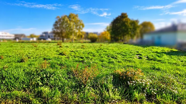Grüne Wiese mit Bäumen und unscharfen Häusern im Hintergrund unter blauem Himmel.