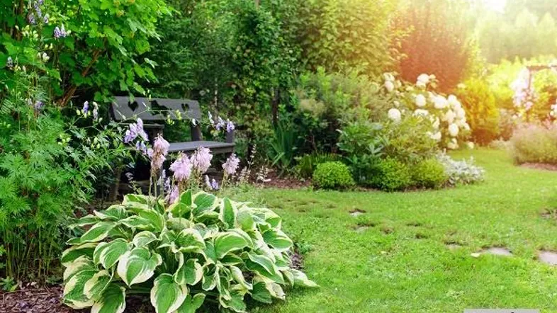 Grüner Garten mit üppiger Vegetation, Rasenfläche und einer Holzbank zum Entspannen in der Sonne.