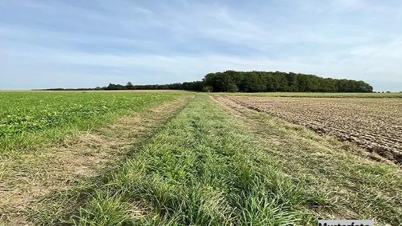Weite Felder mit einem Feldweg und einer Baumreihe am Horizont unter blauem Himmel.