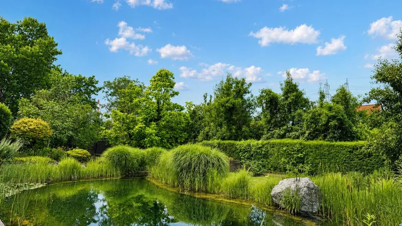 Natürlicher Teich mit üppiger Vegetation und Holzsteg unter blauem Himmel.