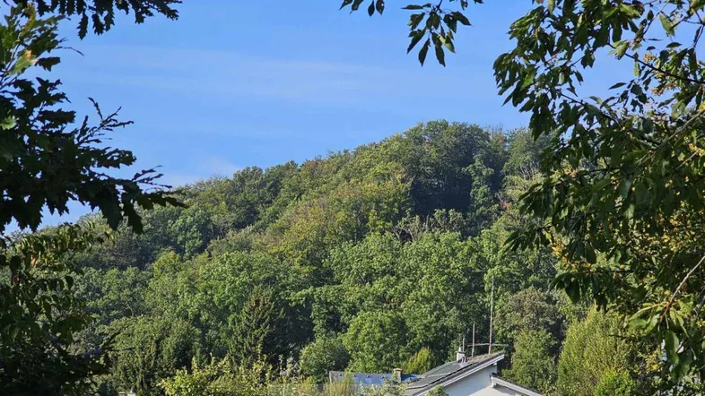 Blick auf einen bewaldeten Hügel mit üppigem Grün und klarem blauen Himmel.