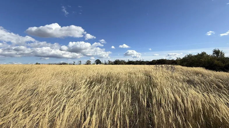 Weites Feld unter blauem Himmel mit weißen Wolken, umgeben von Bäumen und ländlicher Landschaft.