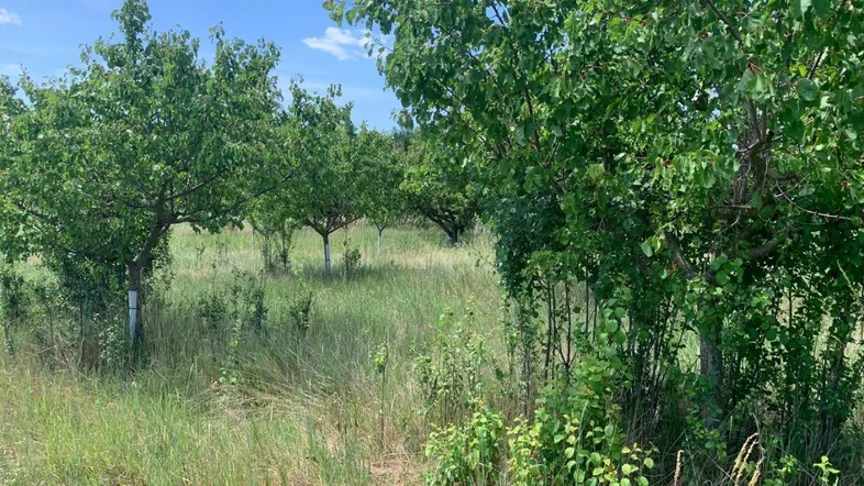 Weitläufiges Feld mit Obstbäumen und hohem Gras unter blauem Himmel an einem sonnigen Tag.