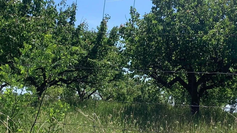 Bäume und hohes Gras hinter einem Drahtzaun unter blauem Himmel, der eine ländliche Szene zeigt.