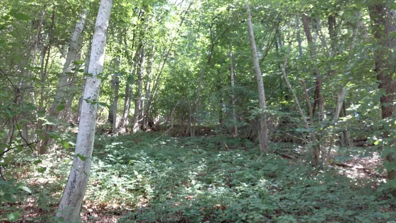 Dichter Wald mit üppigem Unterholz und natürlicher Vegetation, ideal für Naturliebhaber und Ruhe suchende.