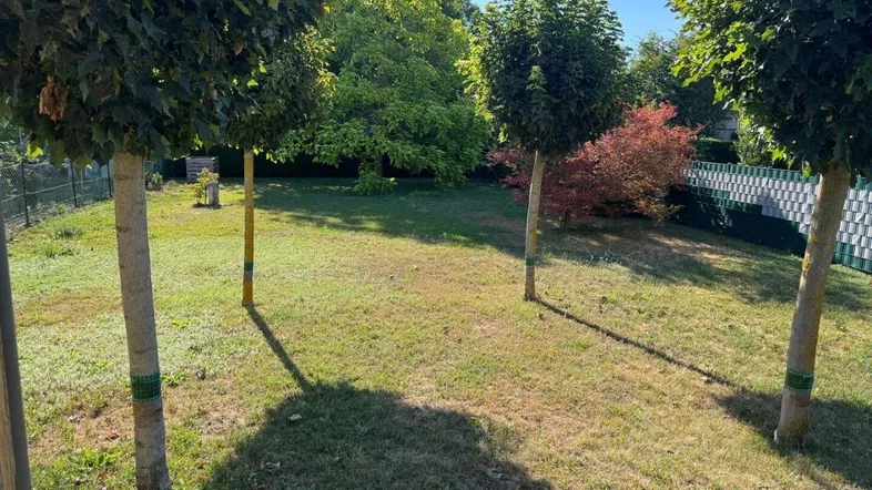 Sonniger Garten mit gepflegtem Rasen, jungen Bäumen und grüner Umzäunung.