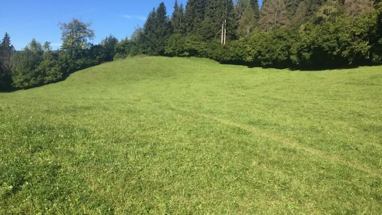 Ansicht Wiese / Weide