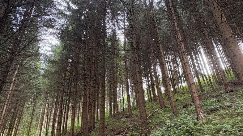 Dichter Nadelwald auf einem Hang mit üppigem Grün am Boden, die Bäume ragen hoch in den Himmel.