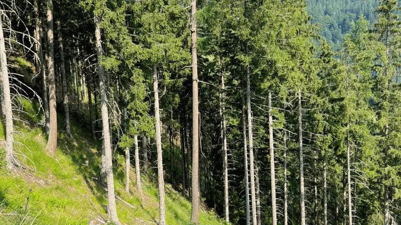 Grüner Waldhang mit hohen Bäumen und Blick auf die umliegende Berglandschaft.