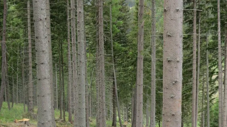 Dichter Nadelwald mit hohen Baumstämmen und Unterholz auf leicht abfallendem Gelände.